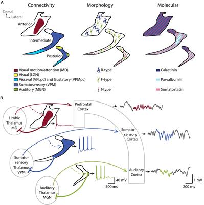 Regulation of Local Sleep by the Thalamic Reticular Nucleus